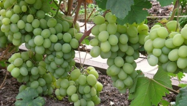  Grape variety Talisman