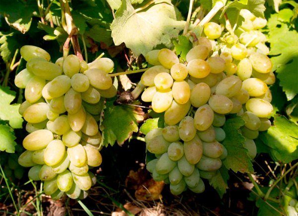  Grapes grade Timur