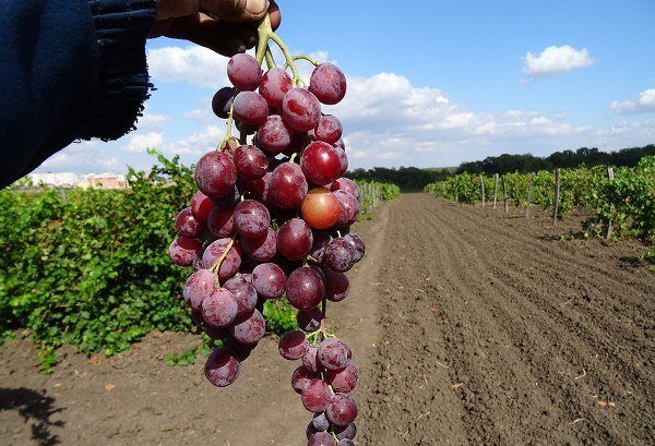  Grape variety Jubilee Crane