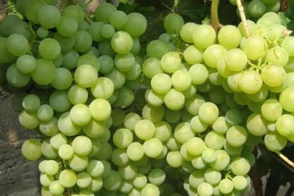  Early grape Pearls Saba