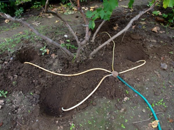  Grapes should not be watered at the root, but in the holes around the bush