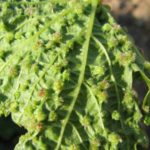  Grape Aphid