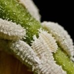  Grape mealybug