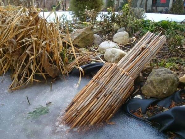  Reeds prevent thick ice from freezing and give the fish oxygen