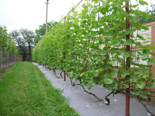  Growing grapes on a trellis