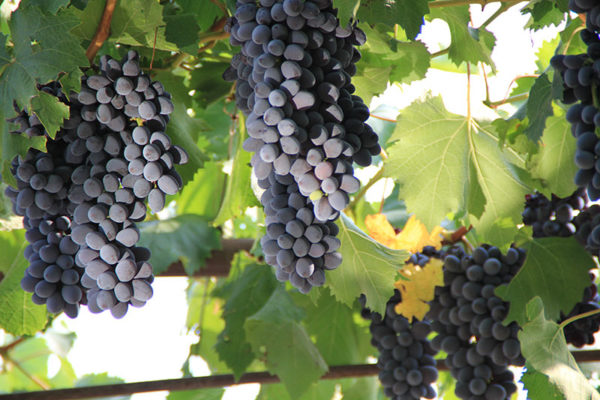  Bunches of jupiter on the vine