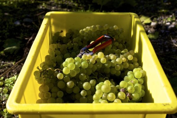  Grape harvest must be carried out in sunny weather.