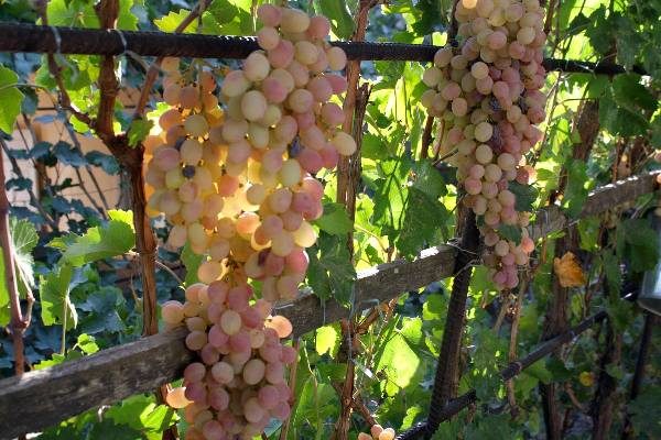  Tayfi grapes late ripening