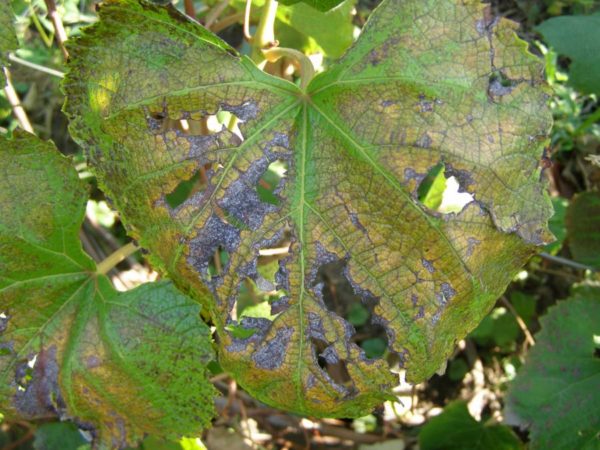  Alternaria on grape leaves