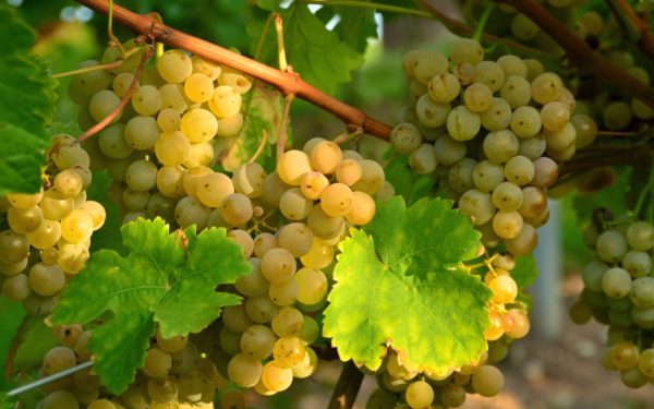 Aligote grapes