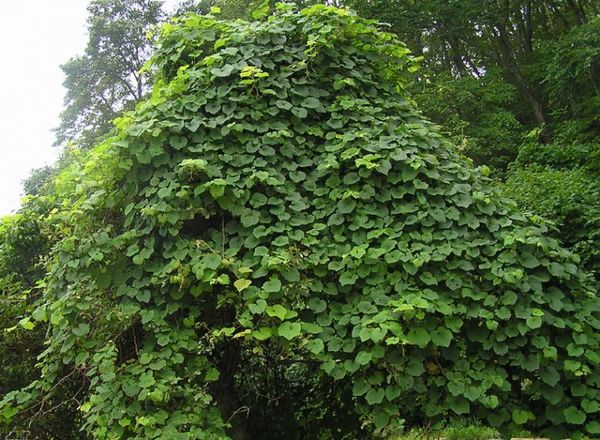  Amursky grapes tend to grow very quickly and needs pruning