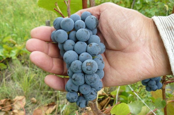  Berries of a grade possess excellent tastes
