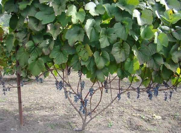  Amur Grape