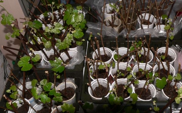  Amursky saplings