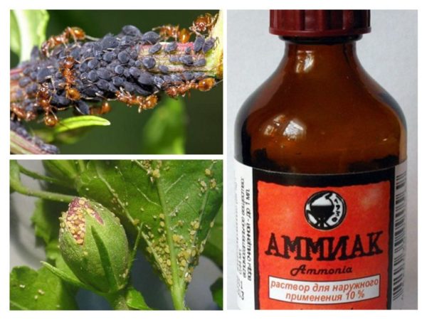  Ammonia fights excellent garden pests.
