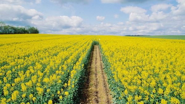  Canola ca siderat este adesea plantată în câmpuri