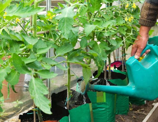  Udarea după transplantul de roșii