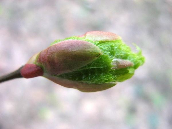  In the springtime, nitrogen gives saturation of young stems and buds.