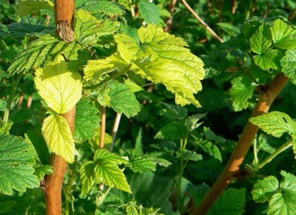  About the lack of nitrogen says yellowing foliage