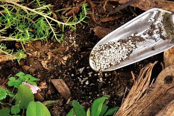  Excessive application of fertilizing can destroy the plant