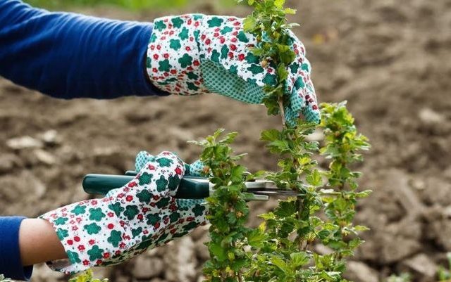  gooseberry autumn care pruning top dressing