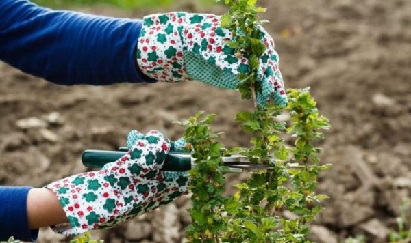  gooseberry autumn care pruning top dressing