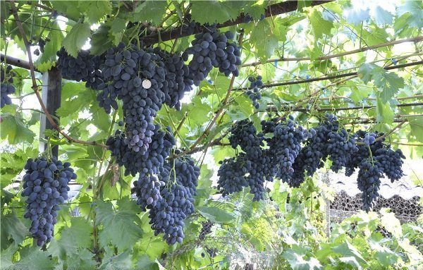  Harvest Nadezhda Azos can be collected from August to the frost