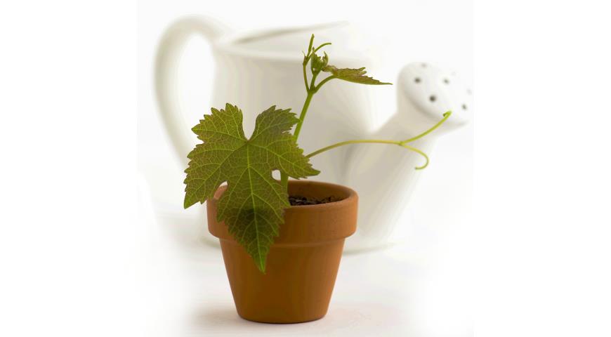  Growing grapes from pits