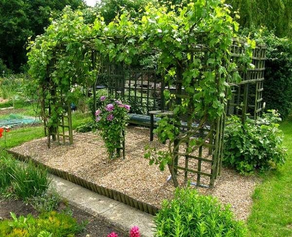 The grapes of Augustine can be used to decorate arbors