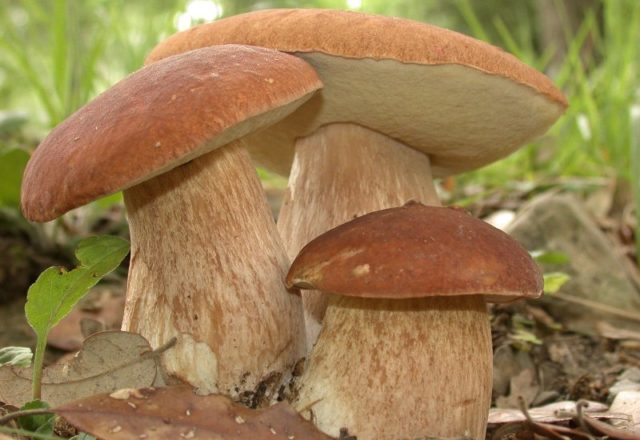  Cómo cultivar setas blancas en el país.