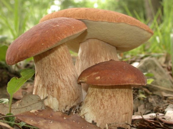  how to grow white mushrooms in the country