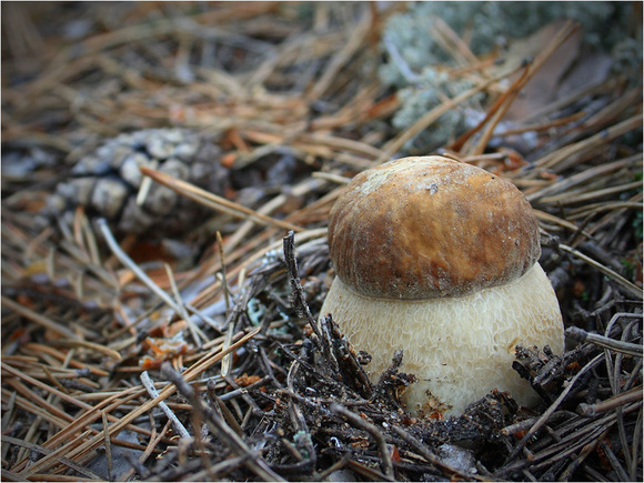  For growing mushrooms in the country, it is necessary to provide conditions close to forest