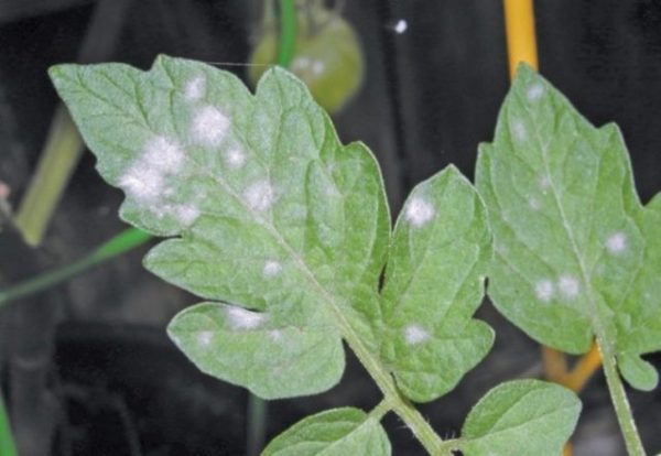  White spot on tomato seedlings