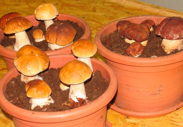  In the cellar, mushrooms can be grown even in flower pots