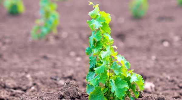  Transplanted young vine grapes in open ground