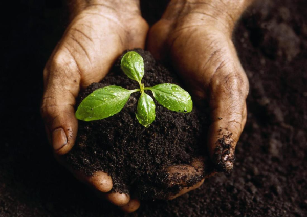  Biohumus este, de asemenea, util pentru plantele de interior.