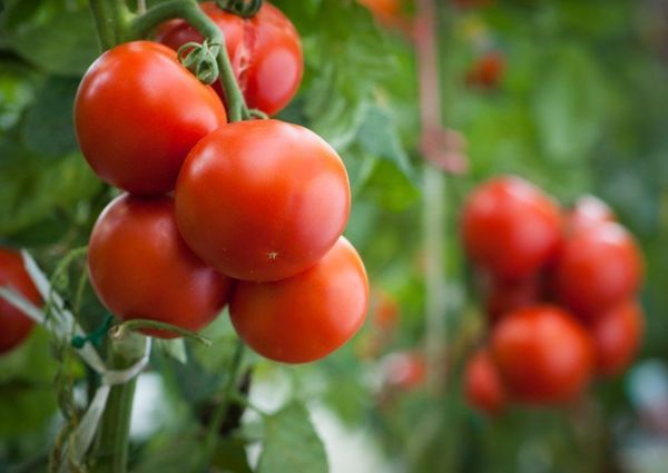  Quando si usa acido borico, la resa di pomodori è aumentata di un terzo