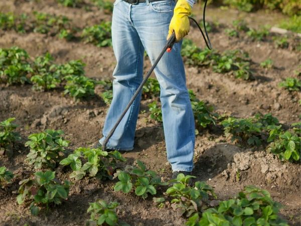  Nutrire le fragole con l'acido borico aumenta la resistenza a malattie e parassiti.