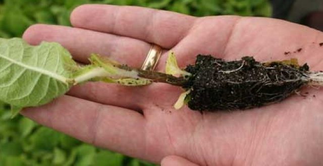  Black leg on tomato seedlings