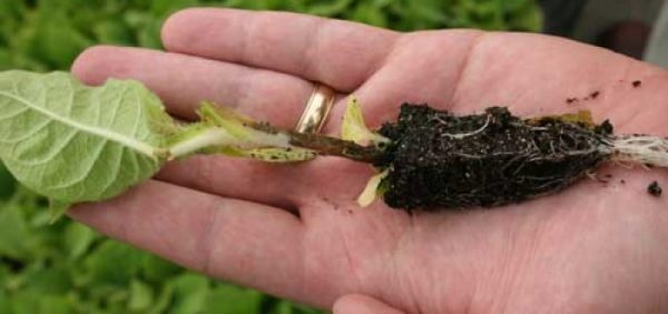  Black leg on tomato seedlings