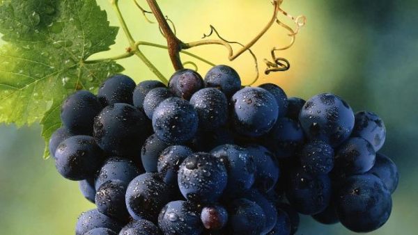  Black grapes