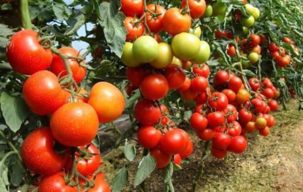  Randament crescut al tomatelor fertilizate cu sulfat de potasiu