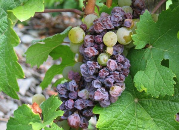  Grape diseases