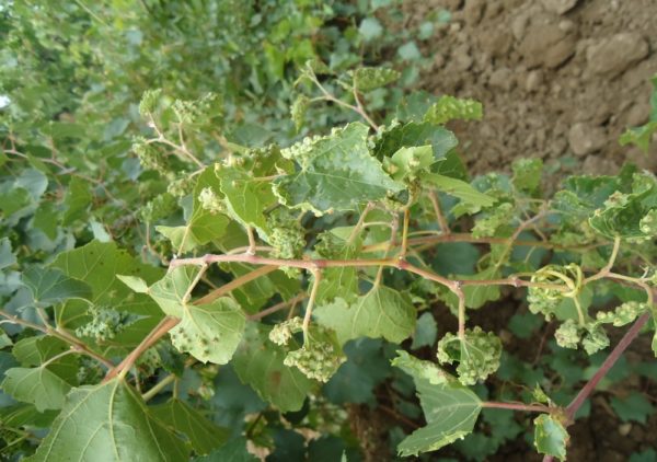  Leaf grape phyloxera