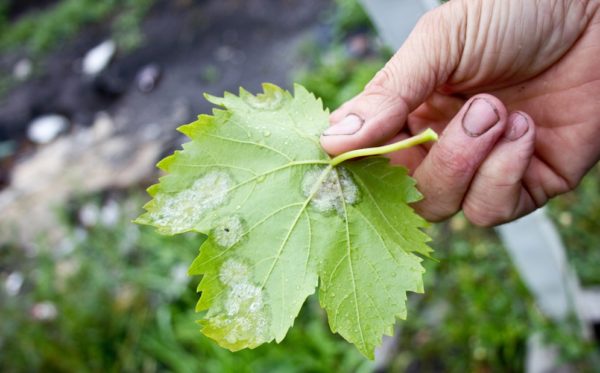  Powdery mildew leaf