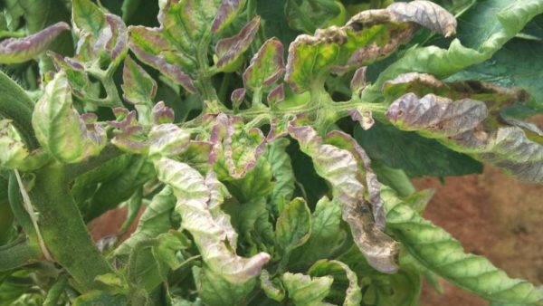  Launched late blight on tomatoes