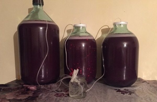  Fermentation of wine under the water seal