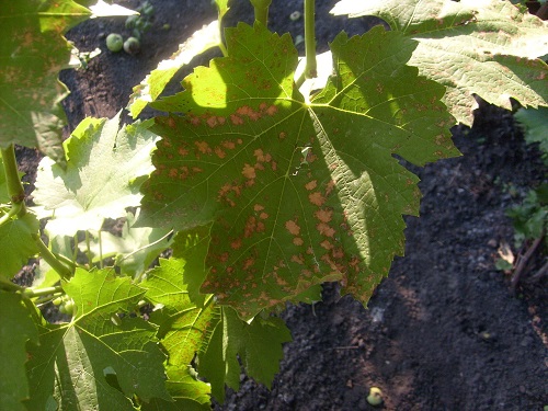  Cercosporosis on the leaves of grapes