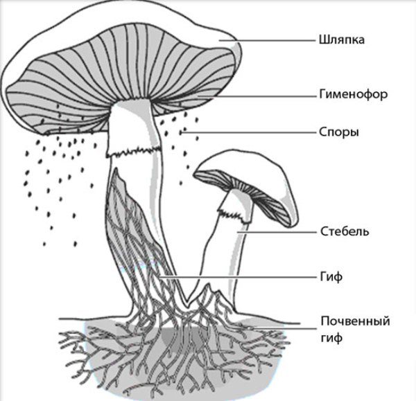  Breeding spore mushrooms spores