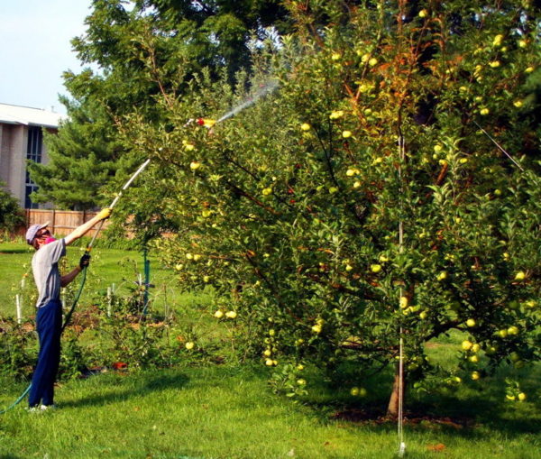  Terms of processing fruit trees